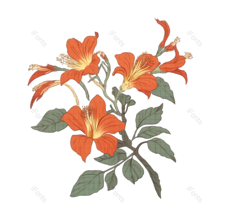 红色的花图片,白色背景元素,植物PNG,免抠素材